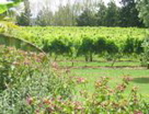 New Zealand vineyards