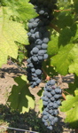 Petit Sirah 2009 harvest