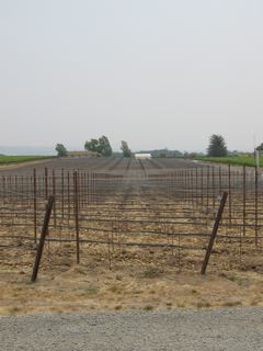 Benovia vineyards