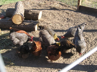 Emtu Estate Winery chickens