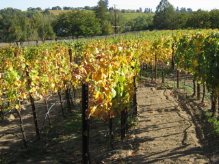 Emtu Estate Winery vineyards