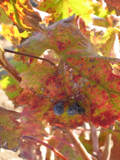 Zinfandel left on the vine after harvest