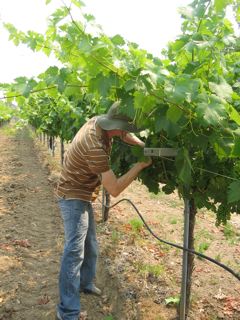 Randy Pitts working the Harvest Moon Winery Zinfandel vines