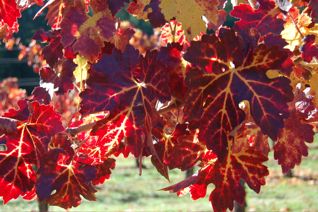 Diamond Creek Fall leaf